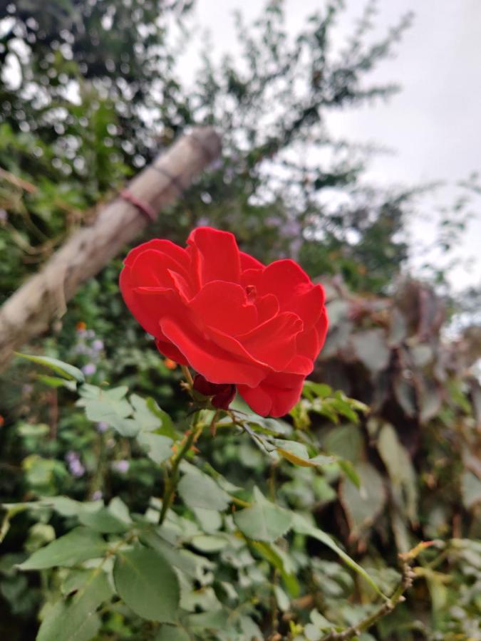 Westernghats Homestay Мадикери Экстерьер фото
